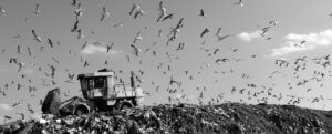 a flock of birds flying over a dumpster