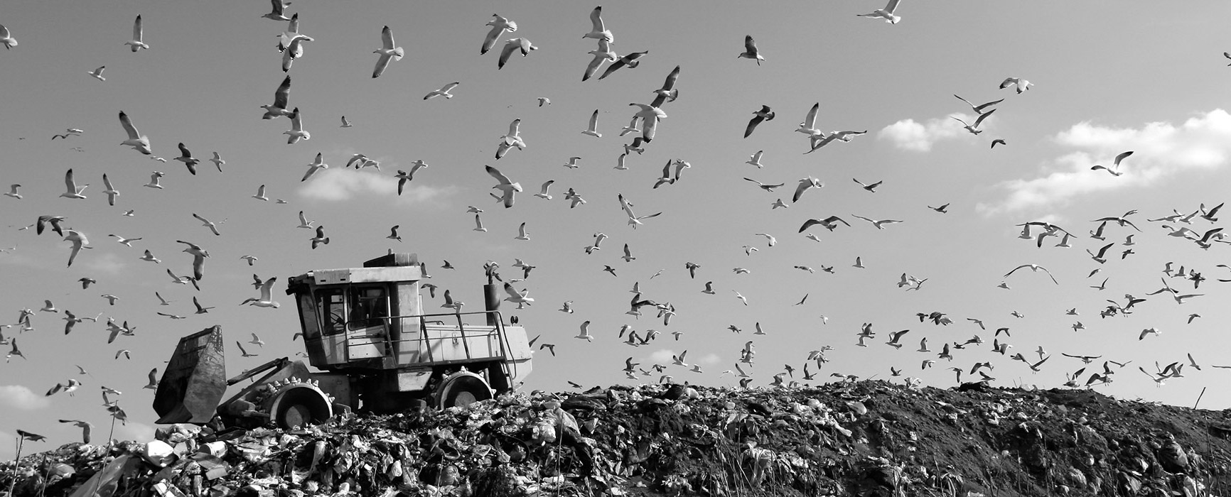 a flock of birds flying over a dumpster